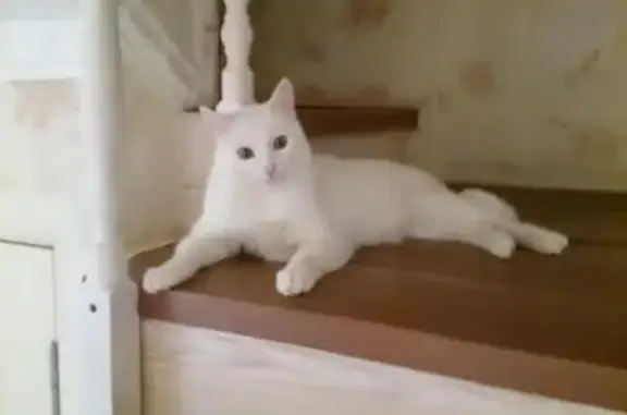Пропала белая кошка в Альметьевске, вознаграждение.