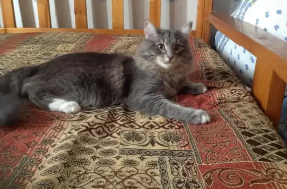 Кошки потеряшки, СНТ Автомобилист, фото: Потеряшка кот Мурзик в СНТ 