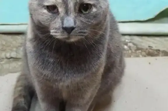 Пропала кошка в СНТ Вишняки, нуждается в медицинском уходе.