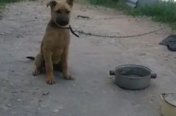 Пропала собака в Кармановском районе