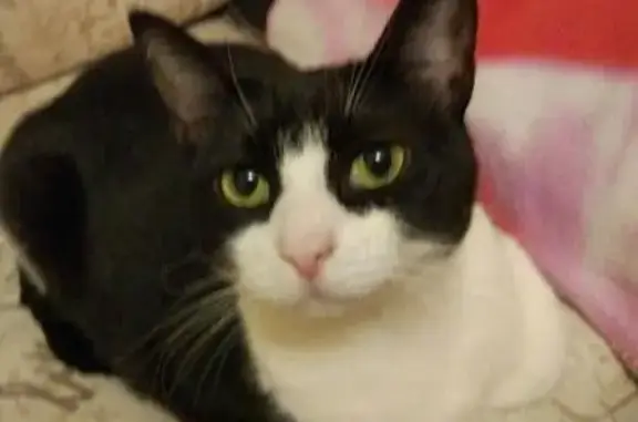 Кошки потеряшки, Судское, фото: Потеряшка кошка Муся на АЗС WEST-MARKET, Владимировка (Вологодская область)