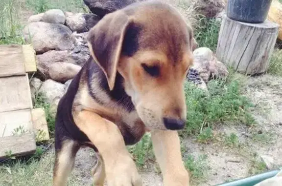 Пропала собака Ворчун в д. Меркульево, Брянская область