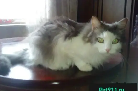 Кошки потеряшки, СНТ Строитель, фото: Потеряшка кошка в Заокском районе, СНТ 