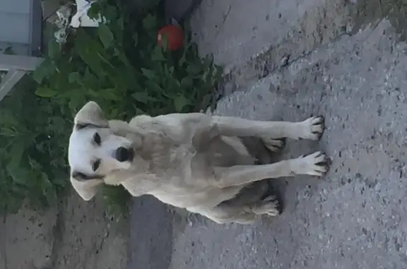Пропала собака на Сибиряков-гвардейцев, Новосибирск