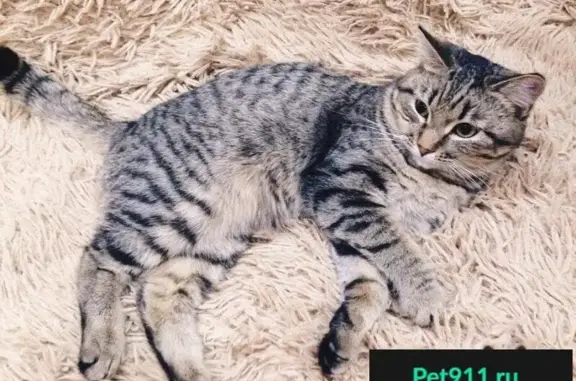 Кошки потеряшки, Нижний Ингаш, фото: Потеряшка кошка в Нижнем Ингаше, вознаграждение 5000 р.