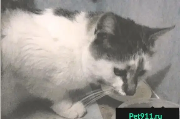 Пропала кошка в районе Краснодонской-Краснодарской, нужна ветпомощь