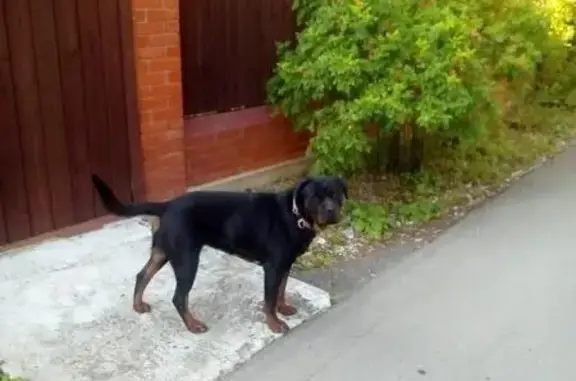 Найдена собака в Наро-Фоминском р-не, ищем хозяина.
