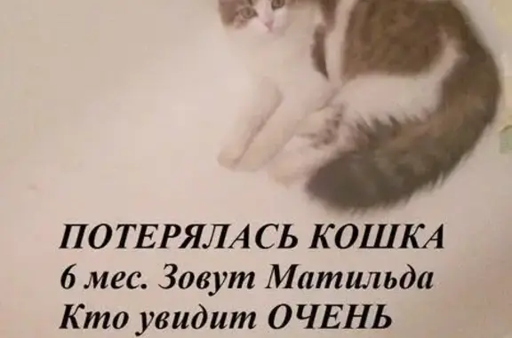 Пропала кошка в Москве на Грайвороновской, 17