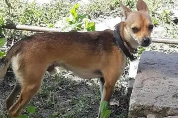 Пропала собака в Садоводстве Солнечное на Змеином Тракте