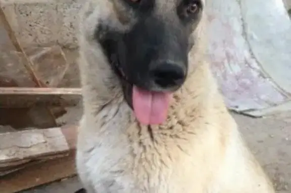 Пропала собака в районе Военного городка, Астрахань