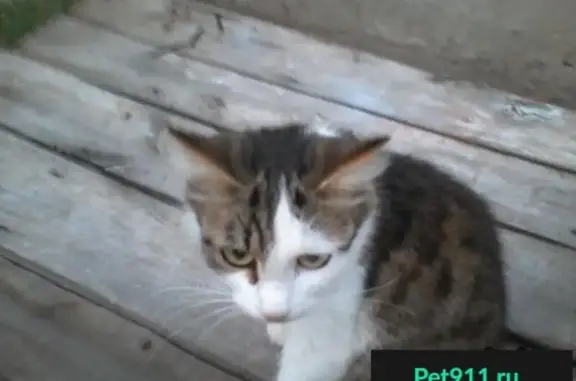 Пропала кошка на ул. Карла-Маркса, Борисоглебск