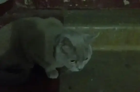 Кошка Кот ищет дом на ул. Энтузиастов