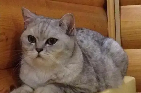 Пропала кошка Кекс, Ногинский район, вознаграждение