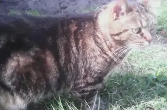 Пропала кошка в Ильинском Раменском районе МО