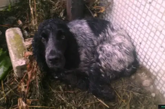 Собака найдена на ул. Артиллерийской, 45 в Калининграде