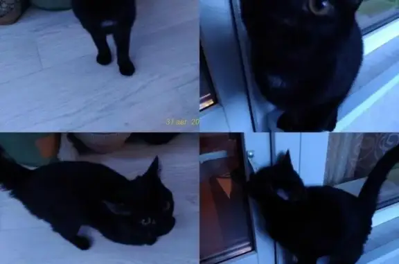 Пропала кошка черного цвета возрастом 4-5 мес по ул. Моторостроителей 1, Тюмень