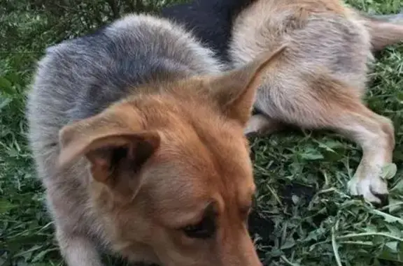 Пропала собака в Веселовке, Пенза