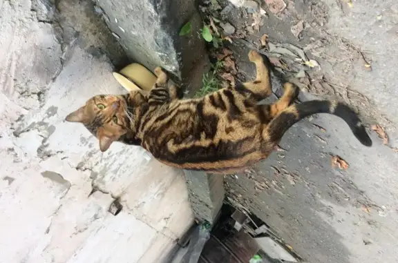 Найден яркий бенгальский кот на Базовской улице