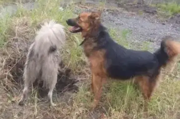Пропала собака на Карцинском шоссе - ищем Виту