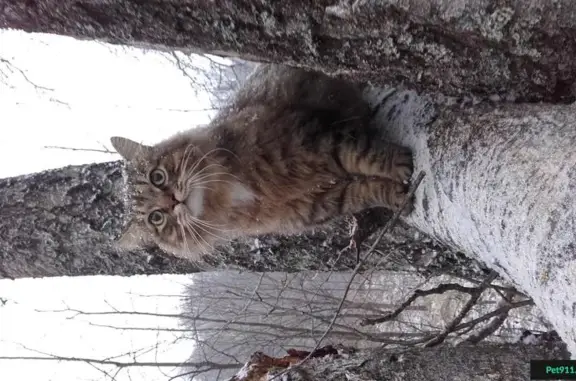 Пропал кот в Гривно, Подольский г о, ул. Индустриальная, д. 11 после ДТП.