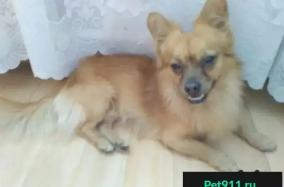 Найдена собака на ул. Грязнова в Магнитогорске