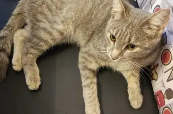 Найдена кошка в Люберцах, ищет хозяина