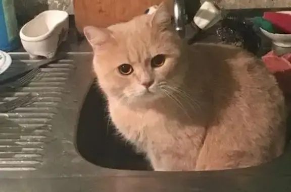 Кошки потеряшки, ДНТ Водник, фото: Потеряшка кот Бакс в Дубках ДНТ 
