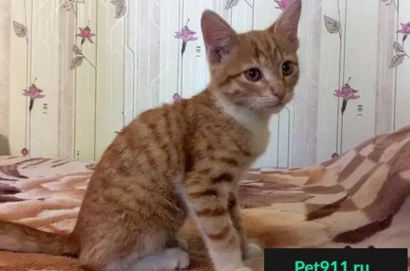 Найден котёнок на перекрёстке Шагова и Энгельса в Костроме