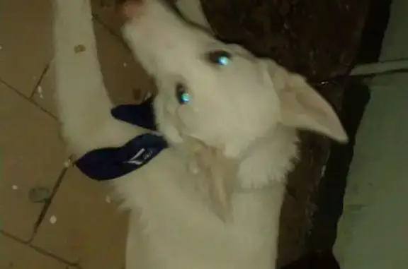 Найден щенок похожий на белого волка в Лыткарино
