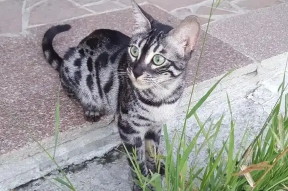Пропала бенгальская кошка на ул. Безбокова 9/6, Иркутск.