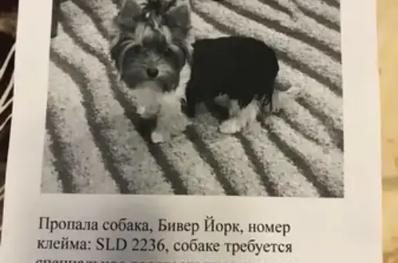 Пропала собака в Немчиново, нужно дорогостоящее лечение