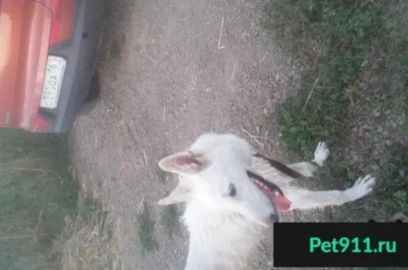 Пропала собака Гром в Батайске