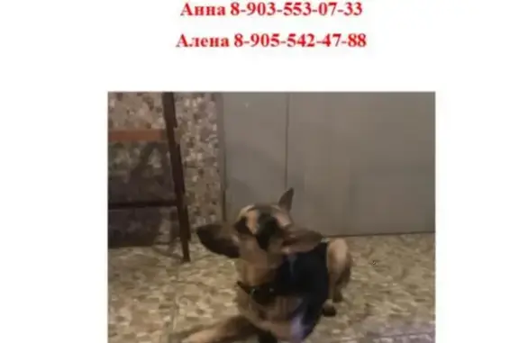 Найдена собака в Очаково