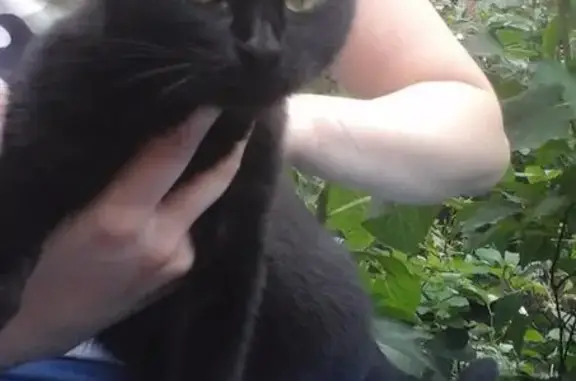 Черная кошка найдена в Балашихе, Московская область