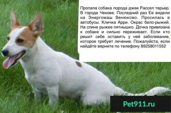 Пропала собака в Чехове на Энергомаш, порода джек Рассел терьер, кличка Арри