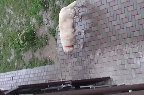 Найдена собака с красным ошейником в Большом Исаково