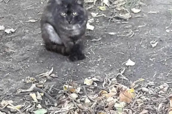 Найден взрослый кот на ул. Кубинка, похож на домашнего