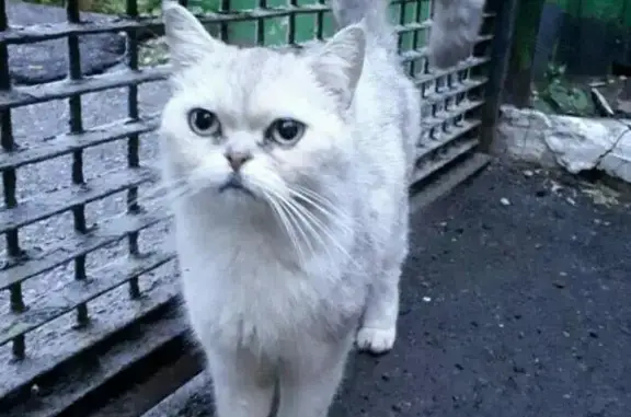 Найдена домашняя кошка на ул. Кооперативной в Батайске