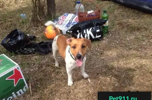 Пропала собака Майло в Звенигороде
