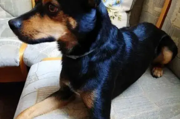 Пропала собака в Медведковском лесопарке, чёрный пинчер-метис.
