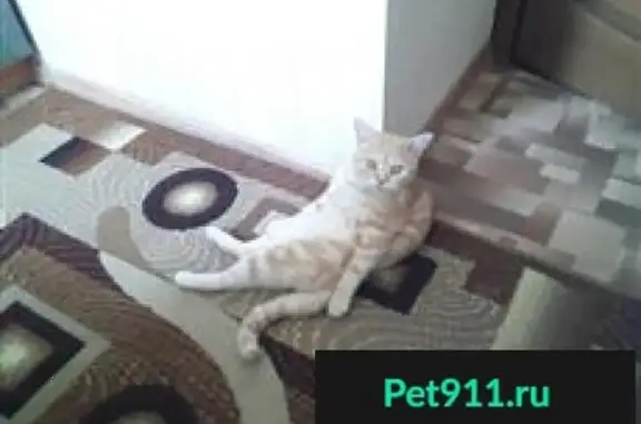 Пропала кошка в Самарской области, 36Р-170