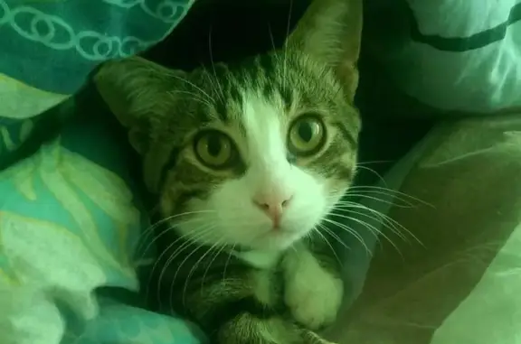 Потерянные животные Севастополь, фото: Пропал кот в малосемейке Фруктовая 10