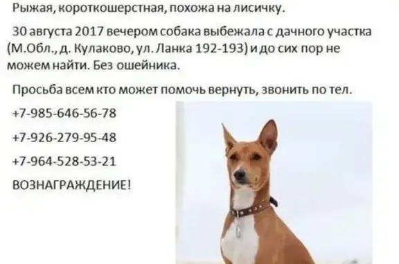 Пропала собака в Чулково, Московская обл.