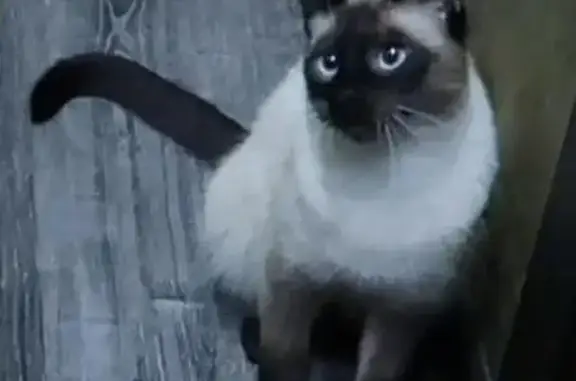 Пропала тайская кошка в Преображенском районе Москвы