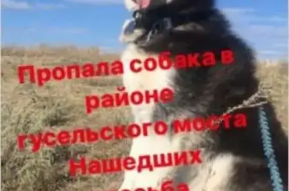 Собаки потеряшки, Долгий Буерак, фото: Потеряшка собака в Долгом Буераке