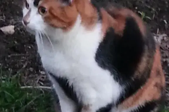 Кошки потеряшки, Волоколамский район, фото: Потеряшка кошка на трассе М9 в Московской области