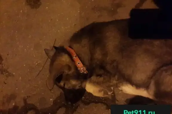 Найден щенок в Одинцово, Московская обл.