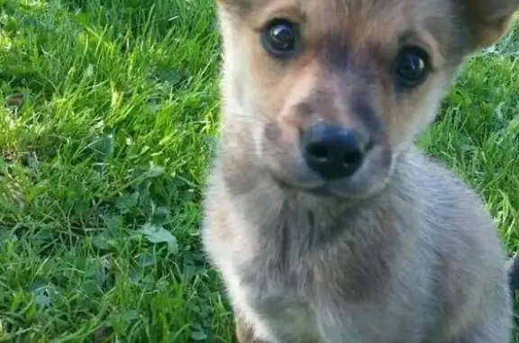 Собака Девочка найдена в Томске