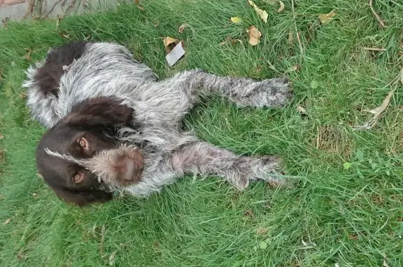 Собака в Андреевском парке, Геленджик