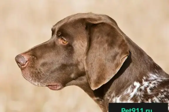 Пропала собака Боня в ЧМР, Краснодар, вознаграждение